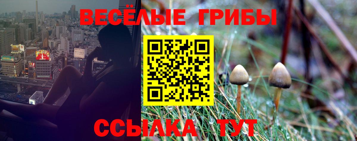 Галлюциногенные грибы прущие грибы Абакан